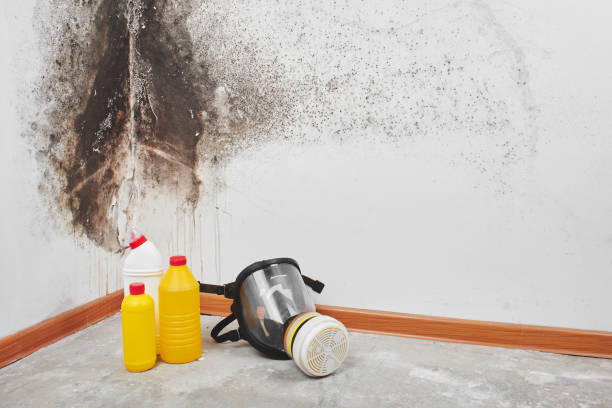 Best Same-Day Mold Removal  in Yountville, CA