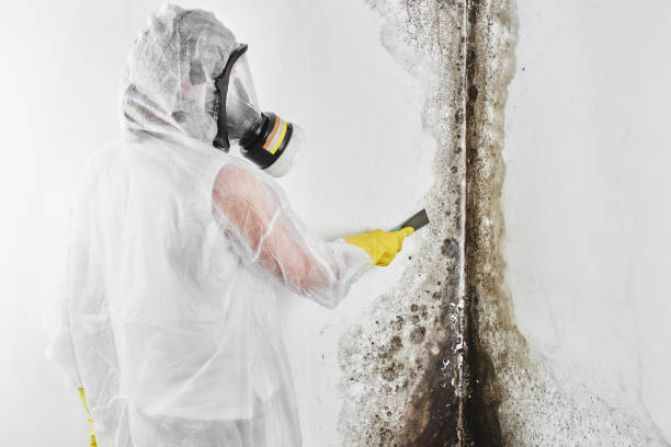 Mold Testing and Removal in Yountville, CA
