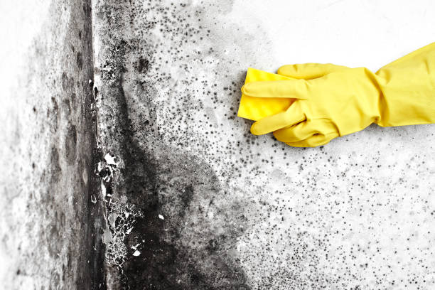 Yountville, CA Mold Removal Company