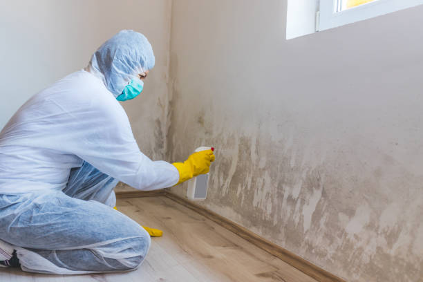 Best Certified Mold Removal  in Yountville, CA