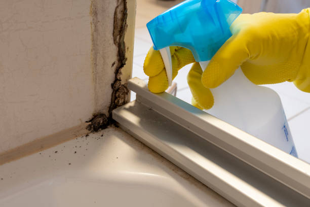 Best Affordable Mold Removal  in Yountville, CA