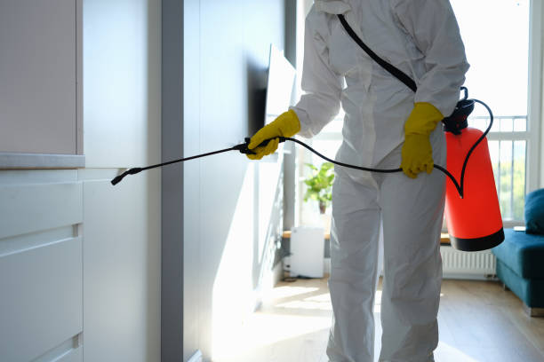 Best Local Mold Removal Service  in Yountville, CA