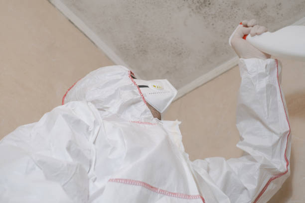 Best Mold Removal Company Near Me  in Yountville, CA