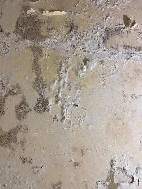 Best Black Mold Removal  in Yountville, CA