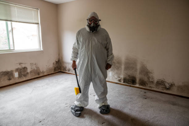 Office Mold Removal Services in Yountville, CA