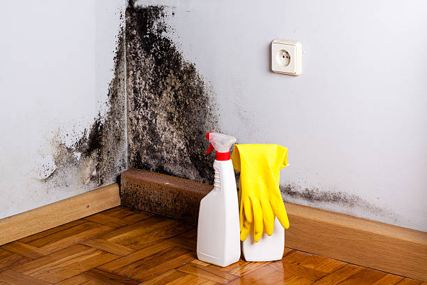 Best Mold Removal Near Me  in Yountville, CA