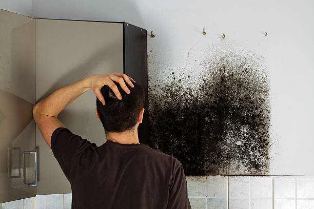 Best Mold Damage Repair  in Yountville, CA