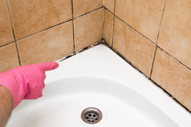 Best Office Mold Removal Services  in Yountville, CA